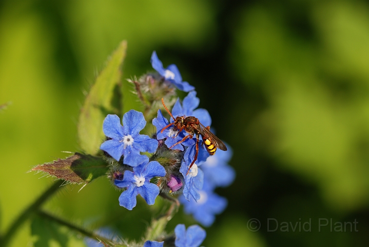Nomada ruficornis - C.JPG - Nomada ruficornis - Cotswolds